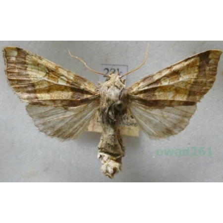 Gortyna flavago (Denis & Schiffermüller, 1775) Czech28k